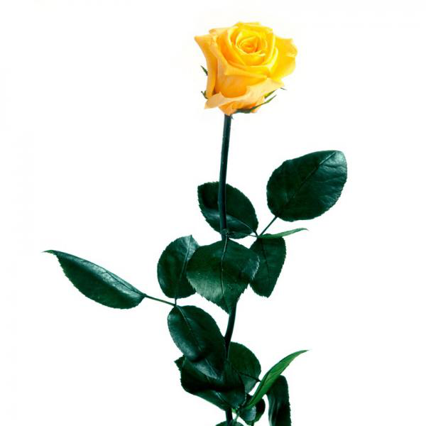Rosa Tallo Amarillo Preservada #6710