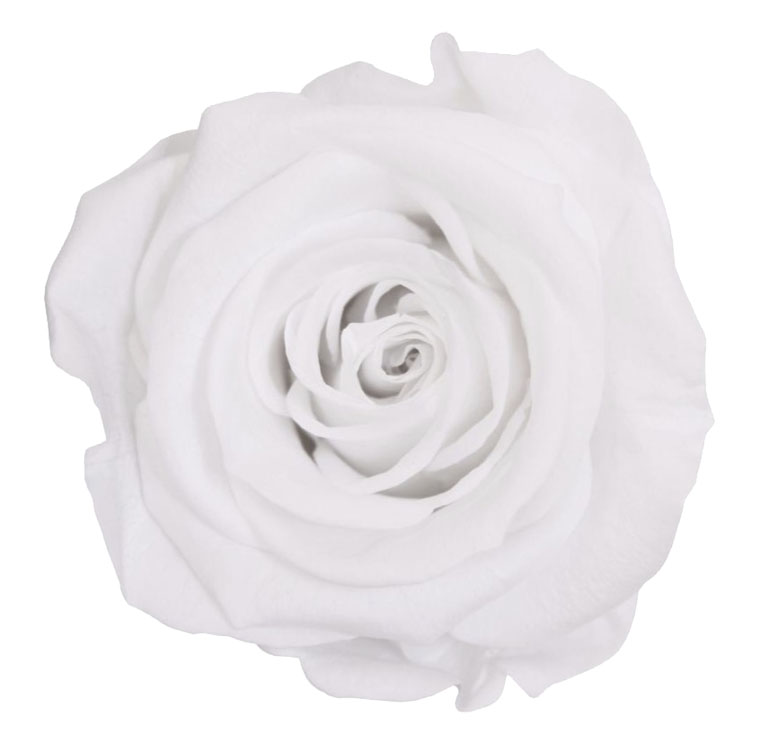 Rosa Tallo Blanco Preservada 6709