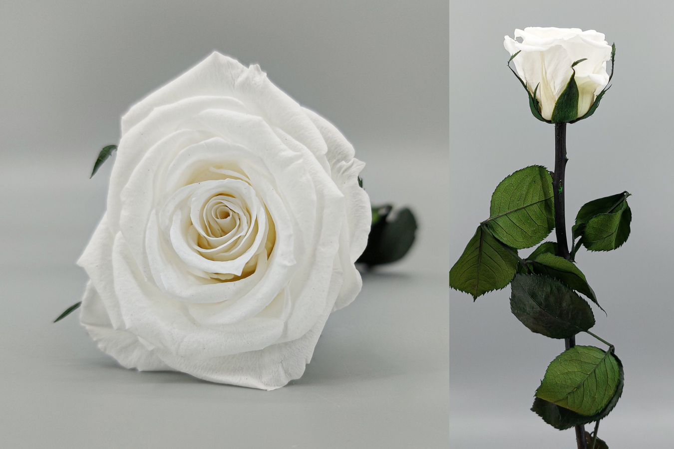 Rosa Tallo Blanco Preservada #6709