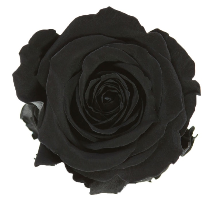 Rosa Tallo Negro Preservada 78442