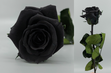 Rosa Tallo Negro Preservada #78442