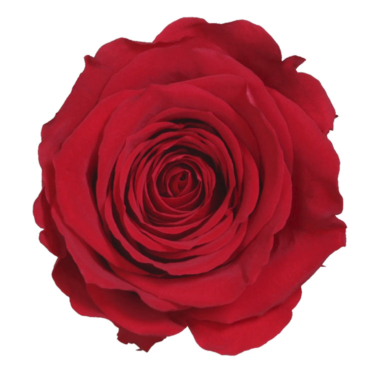 Rosa Tallo Rojo Preservada 6403